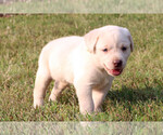 Small Photo #4 Labrador Retriever Puppy For Sale in ALL HEALING SPRINGS, NC, USA