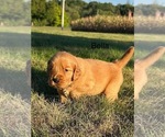 Small #1 Golden Retriever