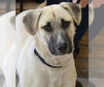 Small Anatolian Shepherd Mix