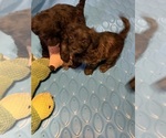 Small Photo #4 Poodle (Toy)-Shorkie Tzu Mix Puppy For Sale in LAKE GEORGE, NY, USA