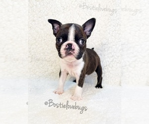 Boston Terrier Puppy for sale in ODENVILLE, AL, USA
