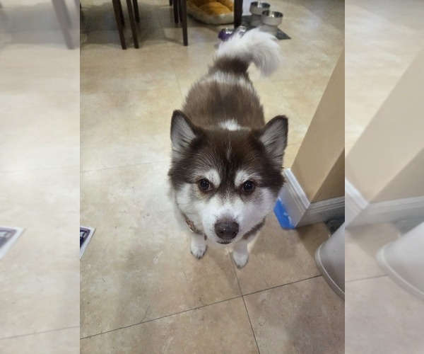 Medium Photo #1 Pomsky Puppy For Sale in MIAMI, FL, USA