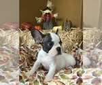Small Photo #42 French Bulldog Puppy For Sale in AVON PARK, FL, USA