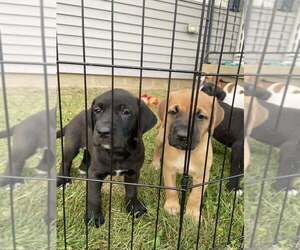 Labrador Retriever-Saint Bernard Mix Litter for sale in KENNEY, IL, USA