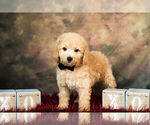 Small Photo #12 Poodle (Miniature) Puppy For Sale in WARSAW, IN, USA
