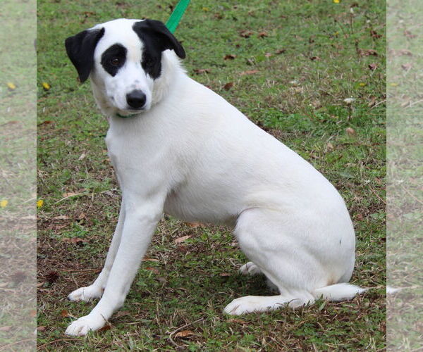 Medium Photo #2 Labrador Retriever-Unknown Mix Puppy For Sale in Prattville, AL, USA