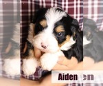 Puppy Aiden Bernedoodle (Miniature)