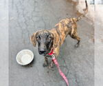 Small #4 Plott Hound Mix