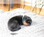 Small Photo #7 Rottweiler Puppy For Sale in FLAGSTAFF, AZ, USA