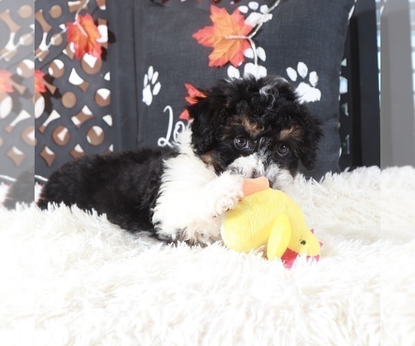 Medium Photo #3 Aussiedoodle-Poodle (Toy) Mix Puppy For Sale in MOUNT VERNON, OH, USA