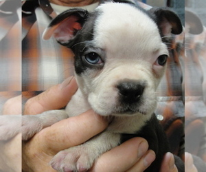Boston Terrier Puppy for sale in CRKD RVR RNCH, OR, USA