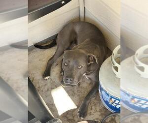 American Staffordshire Terrier Dogs for adoption in San Antonio, TX, USA