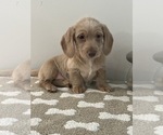 Small Photo #2 Dachshund Puppy For Sale in BEECH GROVE, IN, USA