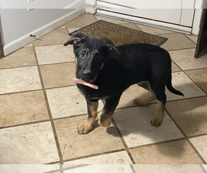 German Shepherd Dog Puppy for sale in LANCASTER, PA, USA