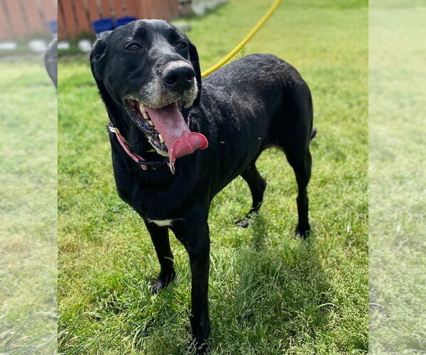 Medium Photo #3 Great Dane-Poodle (Standard) Mix Puppy For Sale in Pacolet, SC, USA