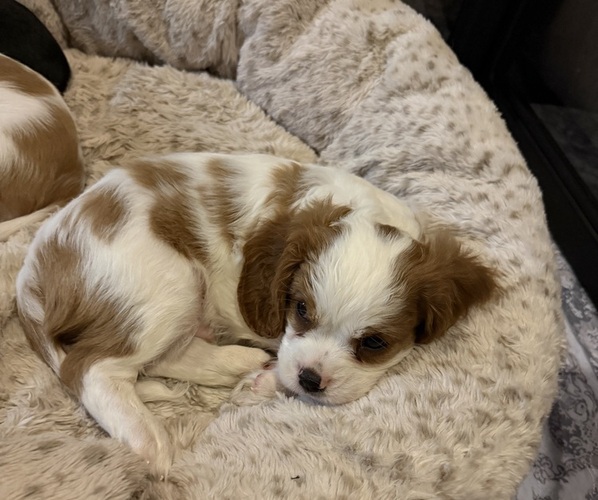 Medium Photo #25 Cavalier King Charles Spaniel Puppy For Sale in PARKER, CO, USA