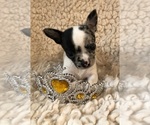 Small #1 Chihuahua