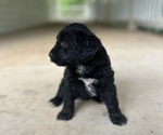 Puppy Sprinkles Miniature Bernedoodle