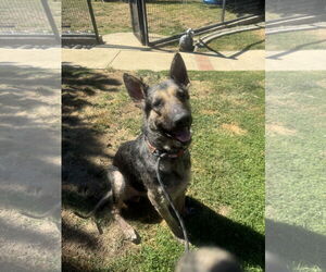 German Shepherd Dog Dogs for adoption in Menifee, CA, USA