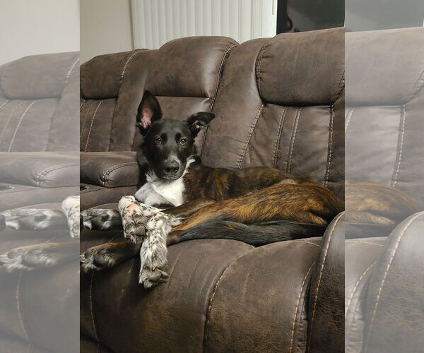 Medium Photo #1 American Pit Bull Terrier-Unknown Mix Puppy For Sale in Stevens Point, WI, USA