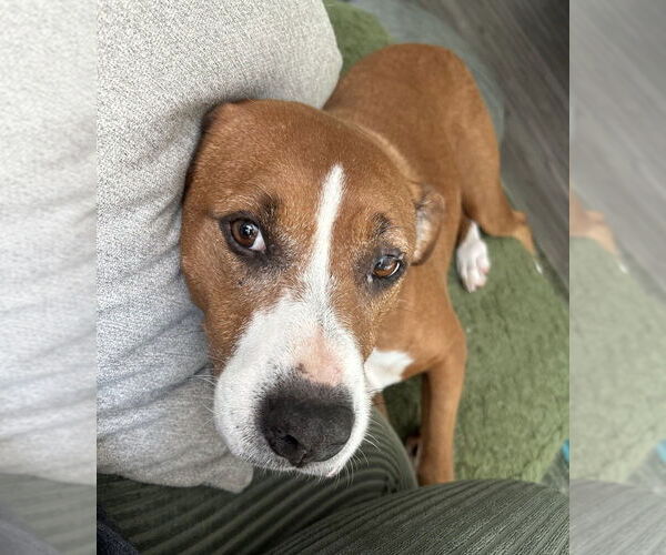 Medium Photo #2 Boxer Puppy For Sale in Candler, NC, USA