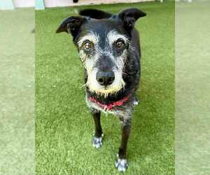 Mutt Dogs for adoption in Petaluma, CA, USA
