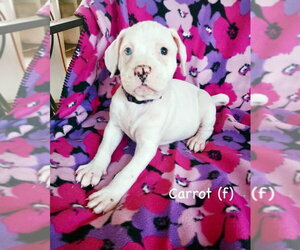 Boxer Dogs for adoption in Dumont, NJ, USA