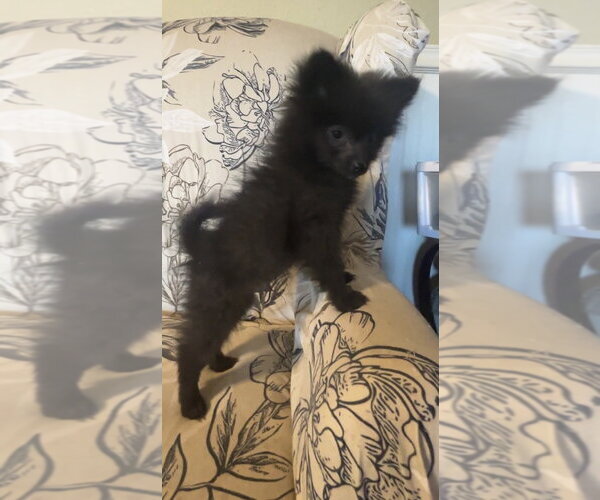 Medium Photo #2 Pomeranian Puppy For Sale in Harrison, AR, USA