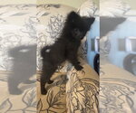 Small #1 Pomeranian