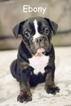 Small Photo #1 Olde English Bulldogge Puppy For Sale in CALDWELL, ID, USA