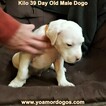 Small Photo #228 Dogo Argentino Puppy For Sale in JANE, MO, USA
