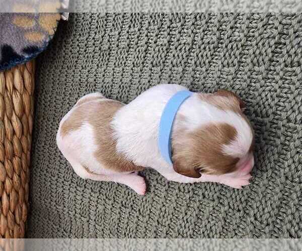 Medium Photo #2 Brittany Puppy For Sale in HORTENSE, GA, USA