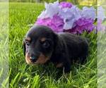 Small #2 Dachshund