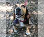 Small #8 Beagle