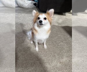 Chiranian Dogs for adoption in Grafton, WI, USA