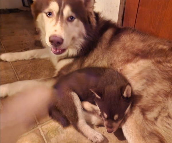 Medium Photo #1 Alaskan Husky Puppy For Sale in YACOLT, WA, USA