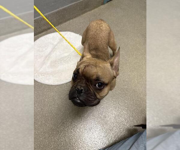 Medium Photo #1 French Bulldog-Unknown Mix Puppy For Sale in Las Vegas, NV, USA