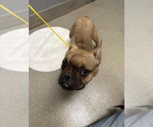 French Bulldog-Unknown Mix Dogs for adoption in Las Vegas, NV, USA