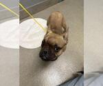 Small French Bulldog Mix