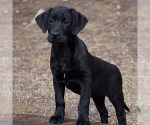 Labrador Retriever-Unknown Mix Dogs for adoption in San Diego, CA, USA