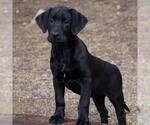 Huckleberry Finn Pup - Joanna - Female Labrador Retriever-Unknown Mix Dog for Adoption - Small photo