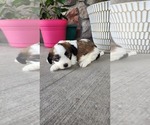 Puppy Asher Shih-Poo