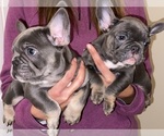 Small Photo #6 French Bulldog Puppy For Sale in BAKERSFIELD, CA, USA