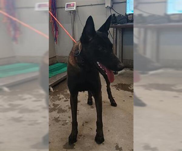 Medium Photo #1 Mutt Puppy For Sale in Camarillo, CA, USA