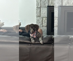 German Shorthaired Pointer Puppy for Sale in BRIDGEWATER, Massachusetts USA