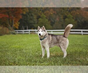 Skylar *foster needed* - Male - Mix Dog for Adoption - Photo #2
