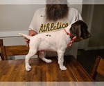 Small Photo #2 German Shorthaired Pointer Puppy For Sale in HELENA, MT, USA
