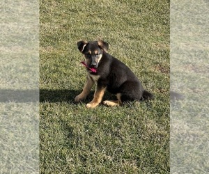 German Shepherd Dog Puppy for sale in LANCASTER, PA, USA