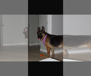 Mother of the German Shepherd Dog puppies born on 04/29/2025