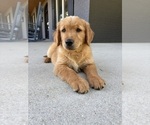 Small #4 Golden Retriever